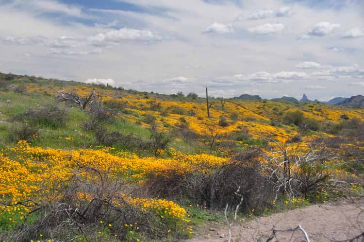yellow wildflower fields